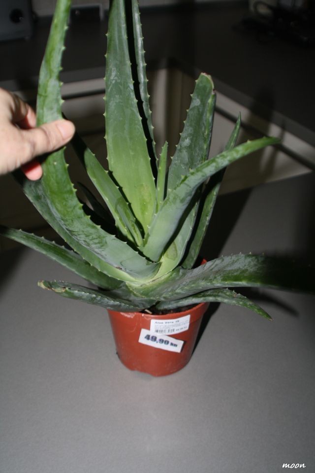 Aloa Vera